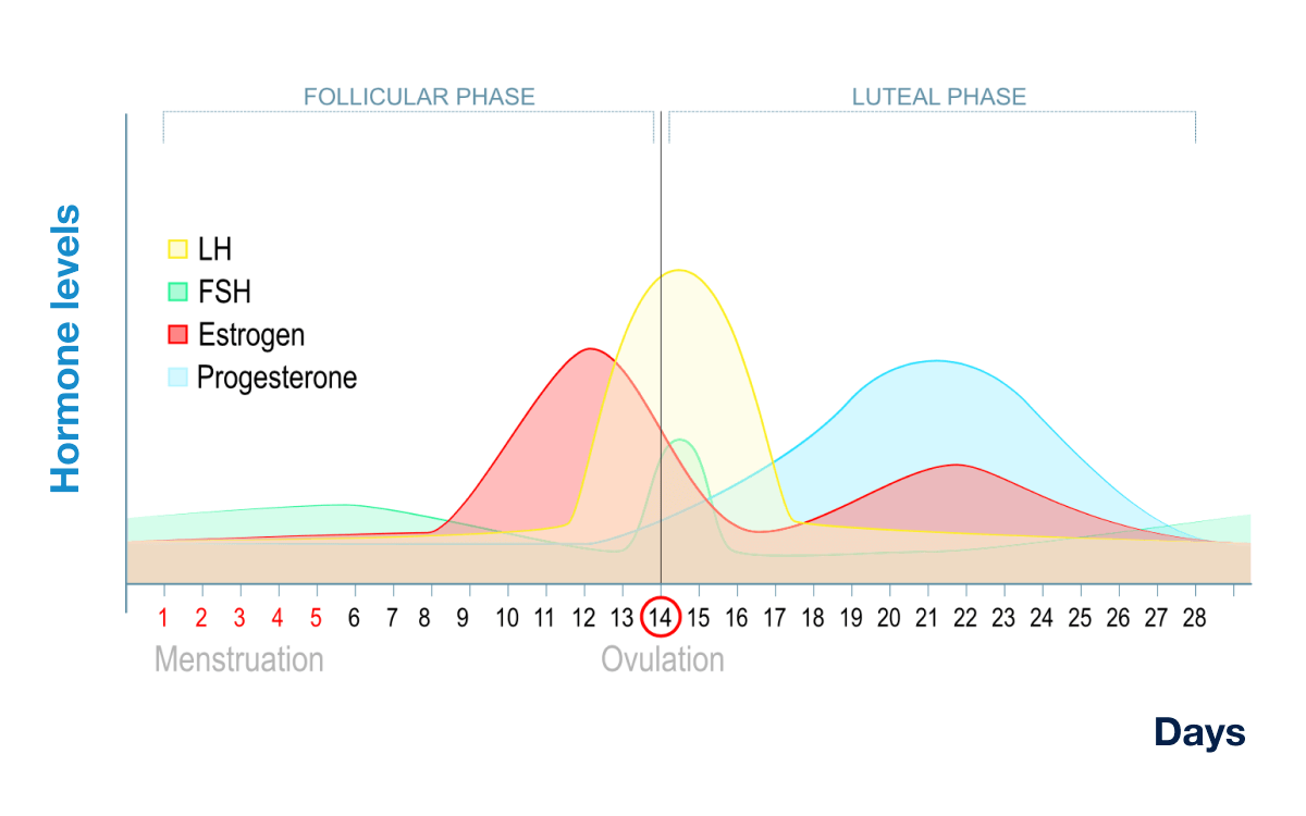 Prediction of a woman's luteal phase length by the length of her